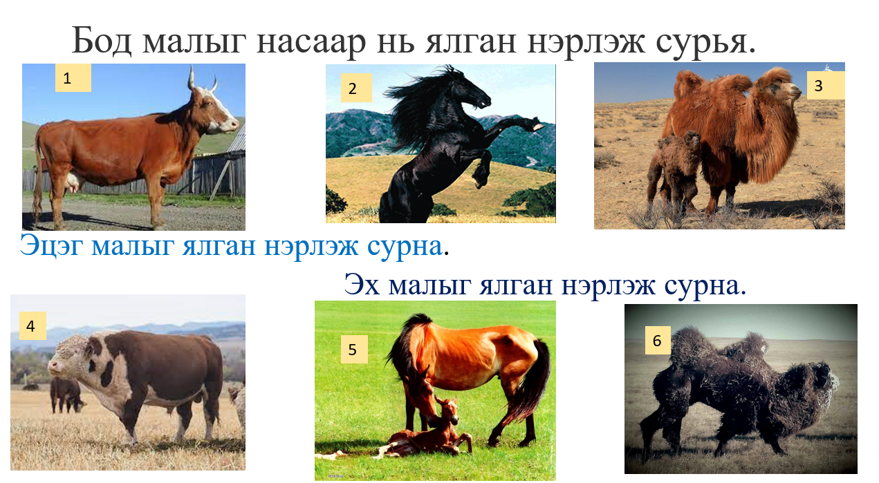Мэдлээ | Цахим контент